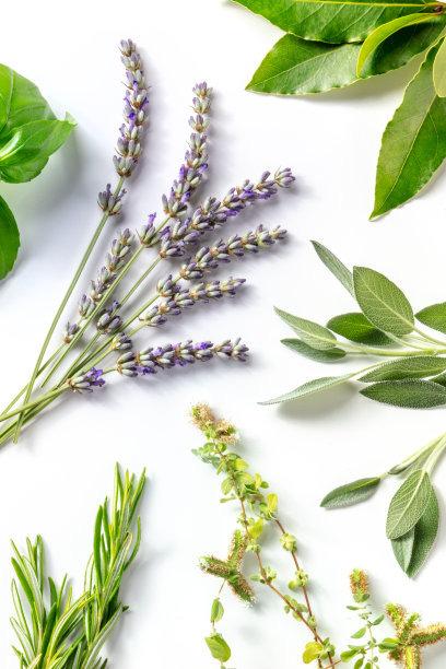 头顶上，薰衣草和其他芳香的香草平躺在白色的背景上图片下载