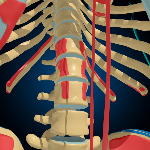 用于医学概念3D的肌肉起源和插入解剖骨骼图片下载