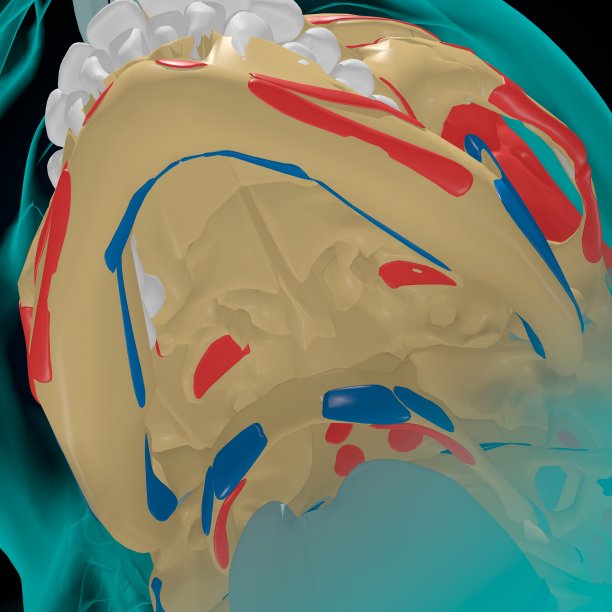 用于医学概念3D的肌肉起源和插入解剖骨骼图片下载