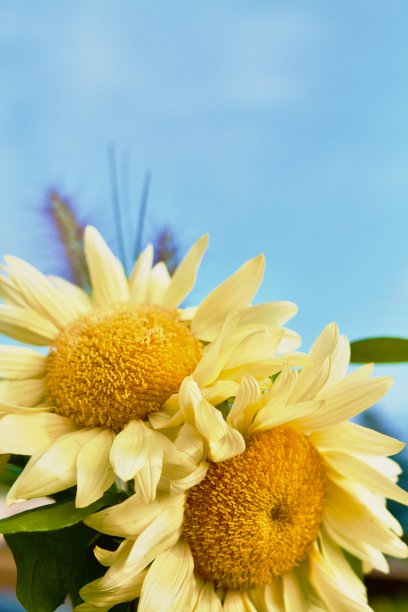 向日葵图片下载