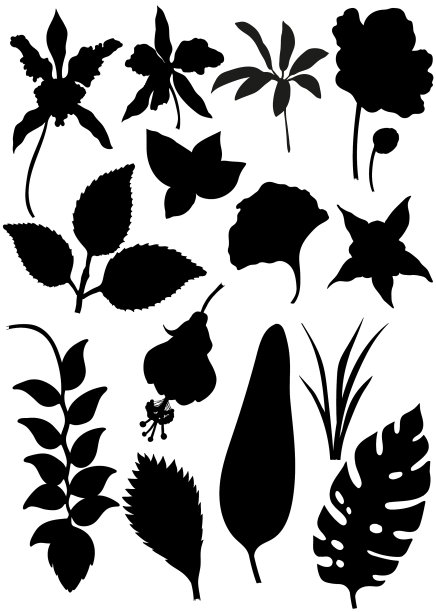 集热带树叶设计元素图片下载