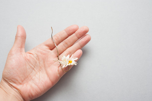 一个女人手里的枯萎的洋甘菊。死亡的自然和缺水的概念图片下载