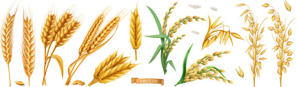 小麦大麦燕麦大米3d现实设置图片下载