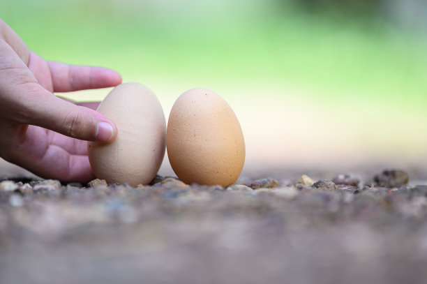 在农场模糊的背景中，亚洲妇女的手握着一对鸡蛋图片下载