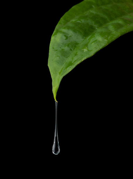 绿叶上有水珠，孤上有黑图片下载