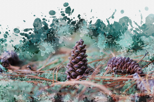 绿色苔藓中棕色的松果。干锥特写。该服务图片下载