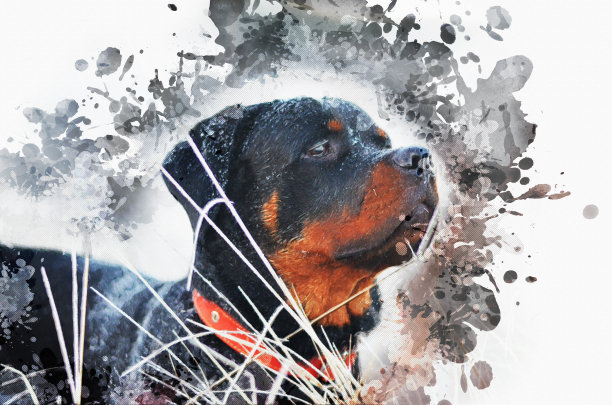 罗特韦尔犬的肖像。头上有雪的宠物。冻图片下载