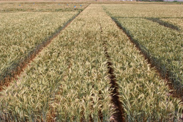 麦田。图片下载