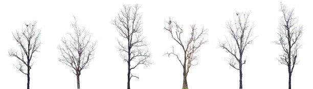 收集黑色的树的剪影孤立在白色的背景上，树的剪影。白色背景上的一棵孤立的死树图片下载
