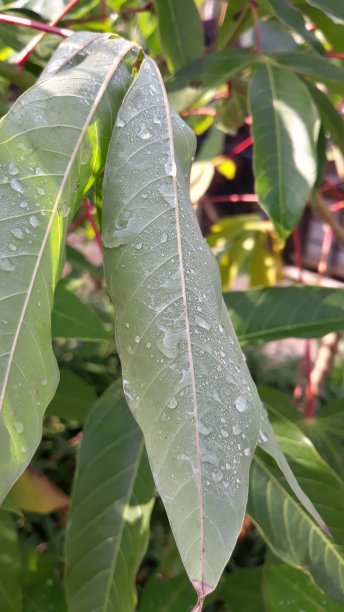 叶子上的晨露图片下载