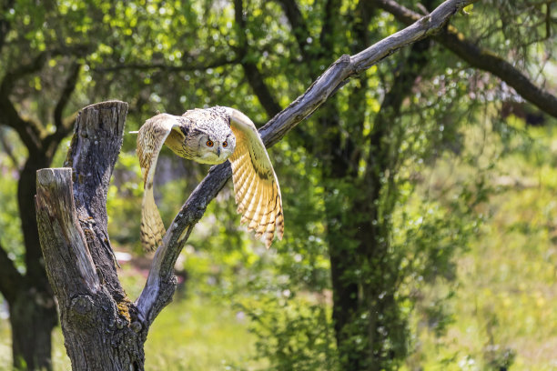 飞行中的大西伯利亚鹰鸮。它的翅膀垂了下来，大大的眼睛清晰可见图片下载