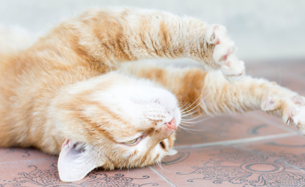 姜黄色的猫躺在床上，躺在白色的毯子上。猫平躺着，用爪子做了一个轻拍的手势。图片下载