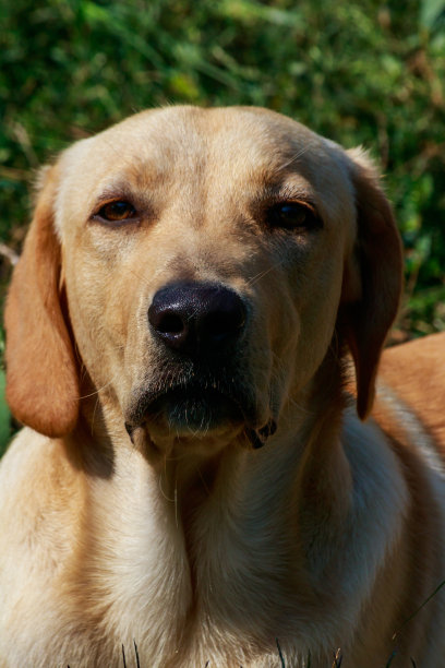 可爱的拉布拉多寻回犬的肖像图片下载