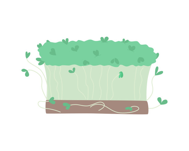 白色背景上的水芹沙拉。新鲜的食用植物，绿色的调味药草，用于汤、沙拉、肉类等菜肴。手绘风格的可爱矢量插图。图片下载