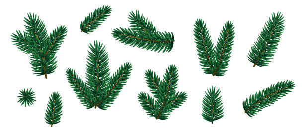 设置圣诞冷杉树枝图片下载