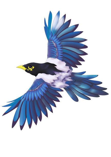 卡通蓝色双翅飞翔的喜鹊插画图片下载