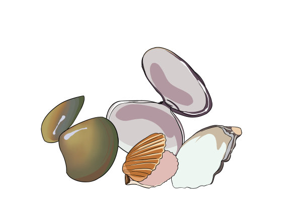 卡通垃圾分类素材贝壳简笔画图片下载