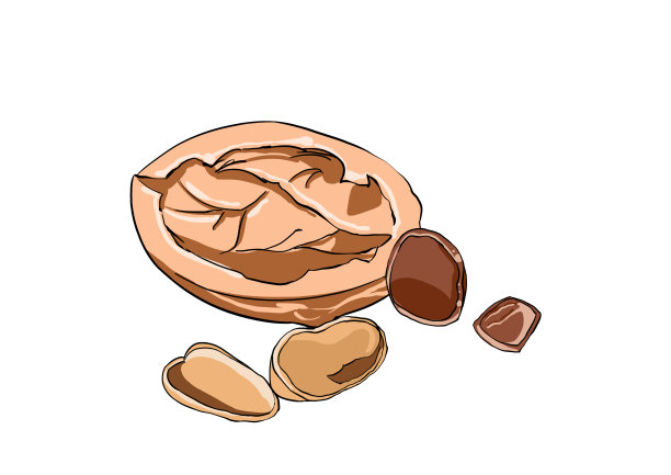 卡通垃圾分类核桃坚果果壳简笔画图片下载