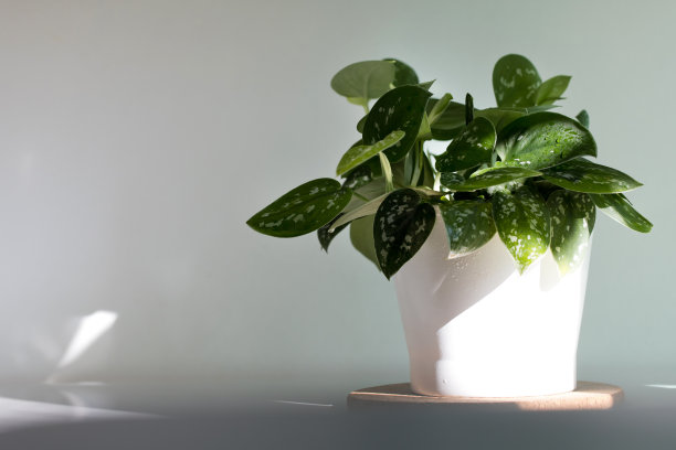 Pothos盆栽植物图片下载