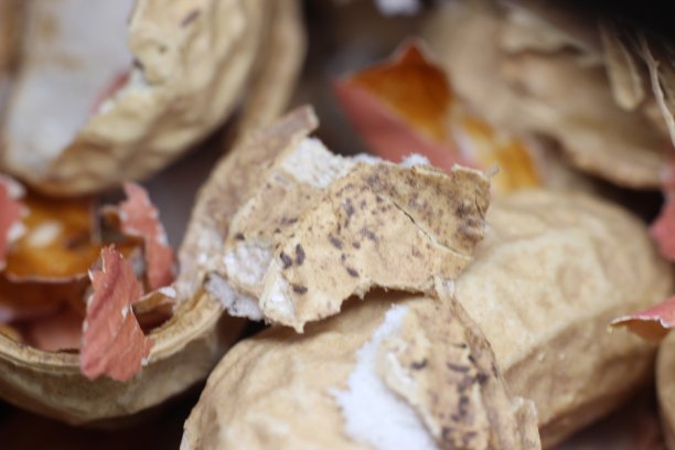 花生壳的背景。图片下载