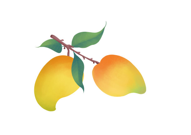 小清新卡通写实挂在枝头的新鲜芒果插画图片下载