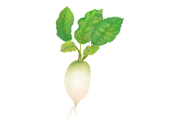 小清新写实卡通带着茎叶的白萝卜插画图片下载