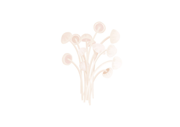 小清新写实卡通一簇新鲜的金针菇插画图片下载