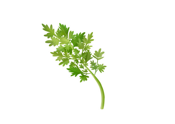 小清新写实卡通一根新鲜的茼蒿插画图片下载