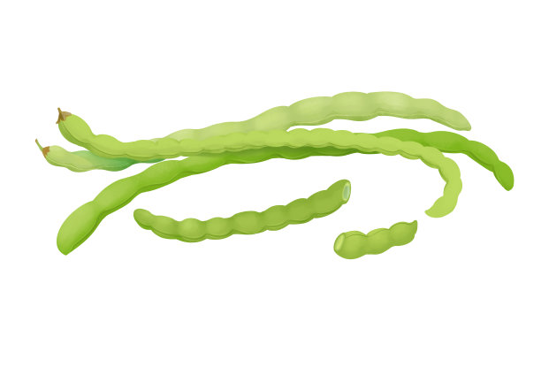小清新写实卡通鲜嫩的长豆角插画图片下载