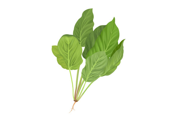 小清新写实卡通一颗新鲜的菠菜插画图片下载