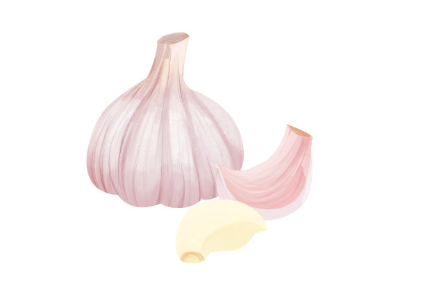 小清新写实卡通整颗大蒜和剥皮的蒜瓣插画图片下载