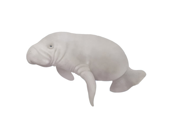 小清新写实卡通海洋哺乳类动物海牛插画图片下载