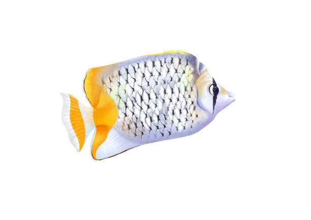 小清新写实卡通观赏鱼类蝴蝶鱼插画图片下载