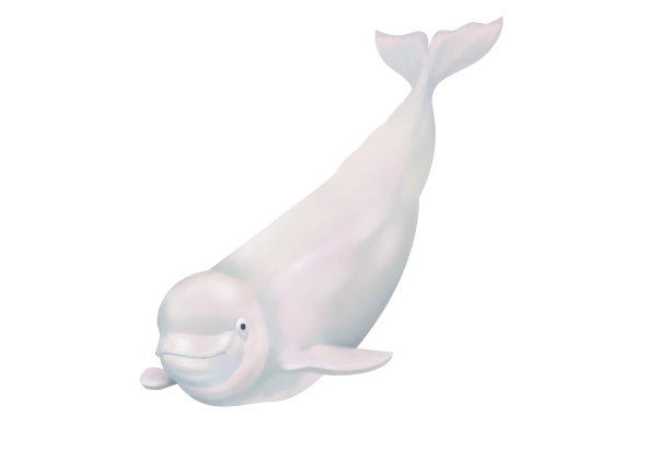 小清新写实卡通海洋哺乳类生物白鲸插画图片下载