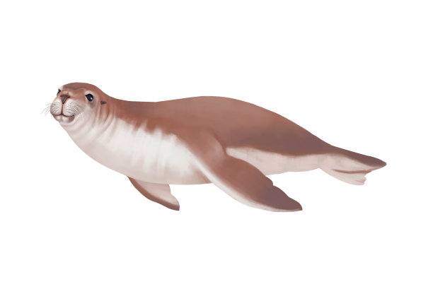 小清新写实卡通海洋哺乳类动物海狮插画图片下载