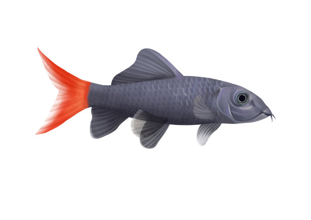 小清新写实卡通热带鱼类红尾黑鲨插画图片下载