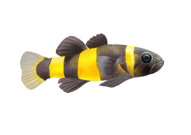 小清新写实卡通观赏鱼类蜜蜂鱼插画图片下载