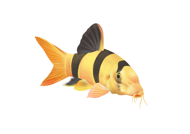 小清新写实卡通观赏鱼类三间鼠插画图片下载