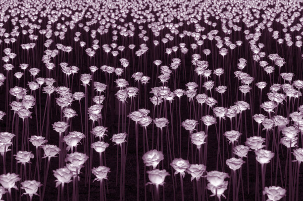 人造光花。淡淡的玫瑰花在夜晚被照亮图片下载