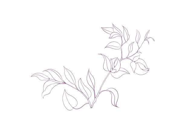 手绘植物花卉花朵勾线插画图片下载