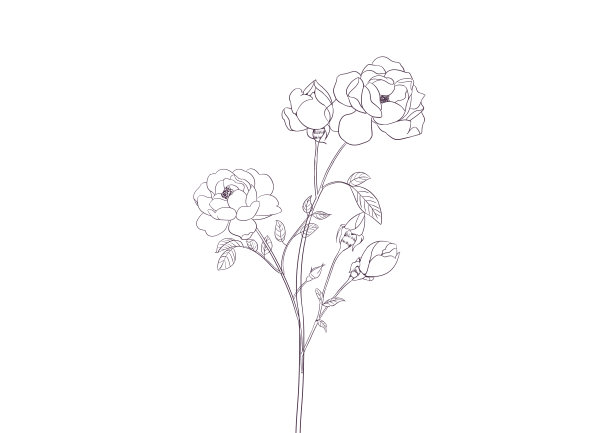 手绘植物花卉花枝勾线插画图片下载