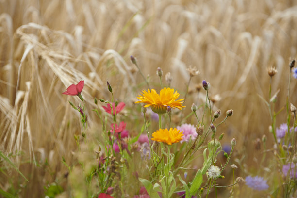 大麦田里的花图片下载