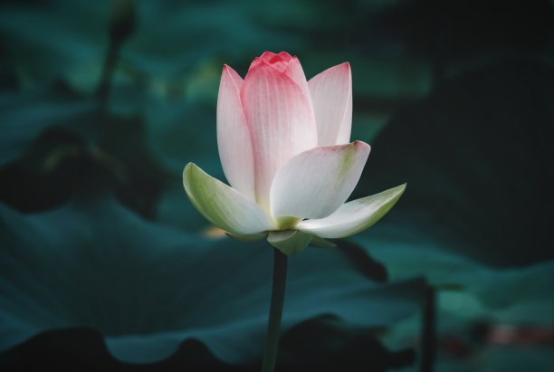 粉红色的莲花特写图片下载