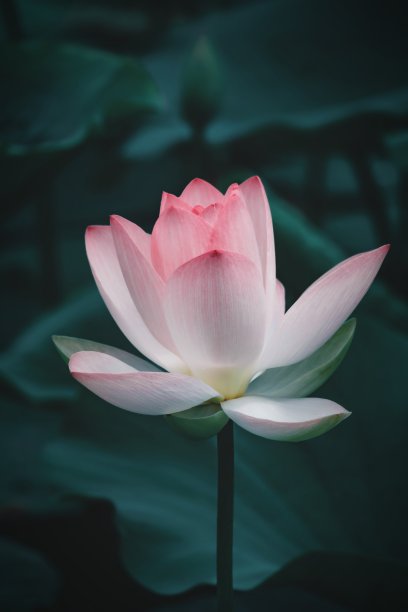 粉红色的莲花特写图片下载