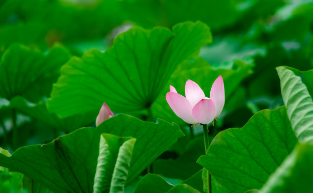 粉红盛开的莲花特写图片下载