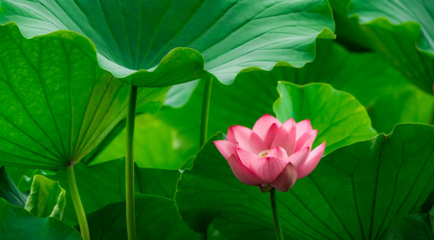 粉红盛开的莲花特写图片下载