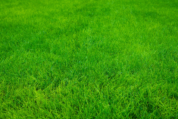 绿草的背景图片下载