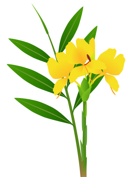 生姜花带叶图片下载