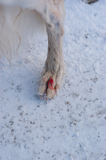 一只白色的狗被尖锐的冰块划伤后，爪子被鲜血染红。图片下载