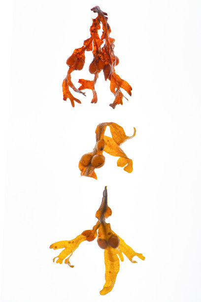 海藻海藻隔离在白色的背景上。图片下载